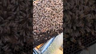 My hive is alive!!! Brood in my weak hive