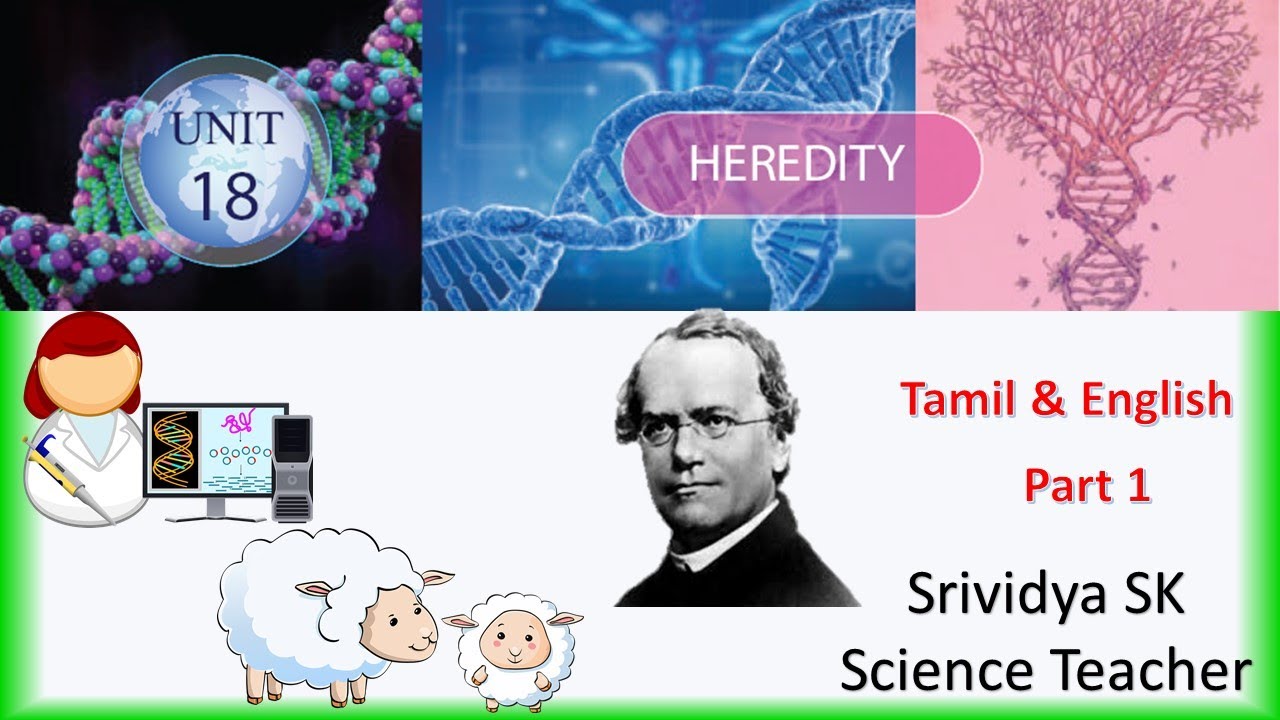 10 Science Heredity Part 1 Lesson Explanation in English And Tamil