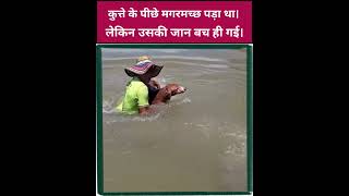 Dog was chased by crocodile. A man saved the dog in last moment #dog #crocodile #DogVsCrocodile