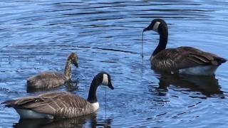 Canadian Geese Family of Three Swimming and Foraging Together