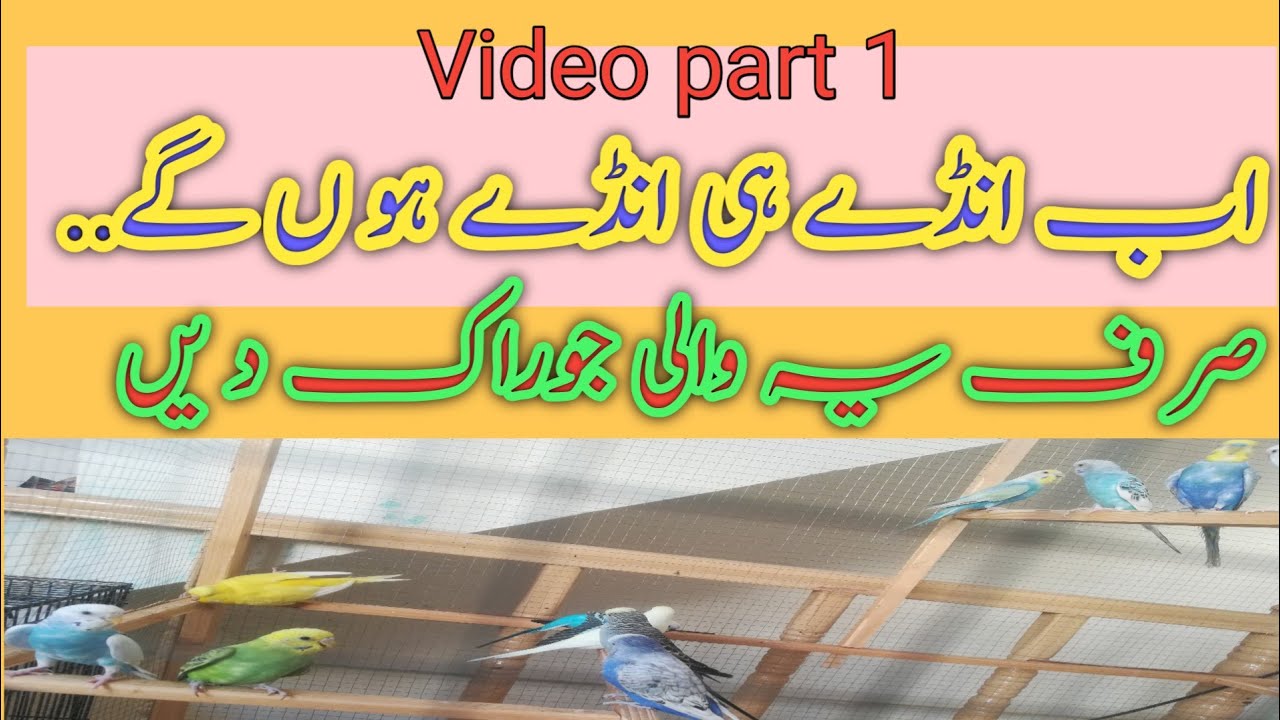 Natural Breeding Formula | Birds Breeding Tips | Best Breeding Diet |   Budgies Breeding Techniques