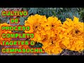 CEMPASÚCHIL - TAGETES.✅ Flor muy útil, HUERTO, ALIMENTO, MEDICINA, CULTURA. Cultivo completo