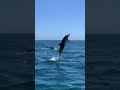 Enjoying the dolfhins in the sea