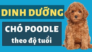 Dinh Dưỡng Chó Poodle theo từng giai đoạn - Thức Ăn Cho Chó Poodle
