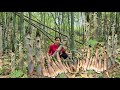 Little Anh's Journey to the Forest to Find Late-Season Bamboo Shoots and the Hasty Afternoon Market