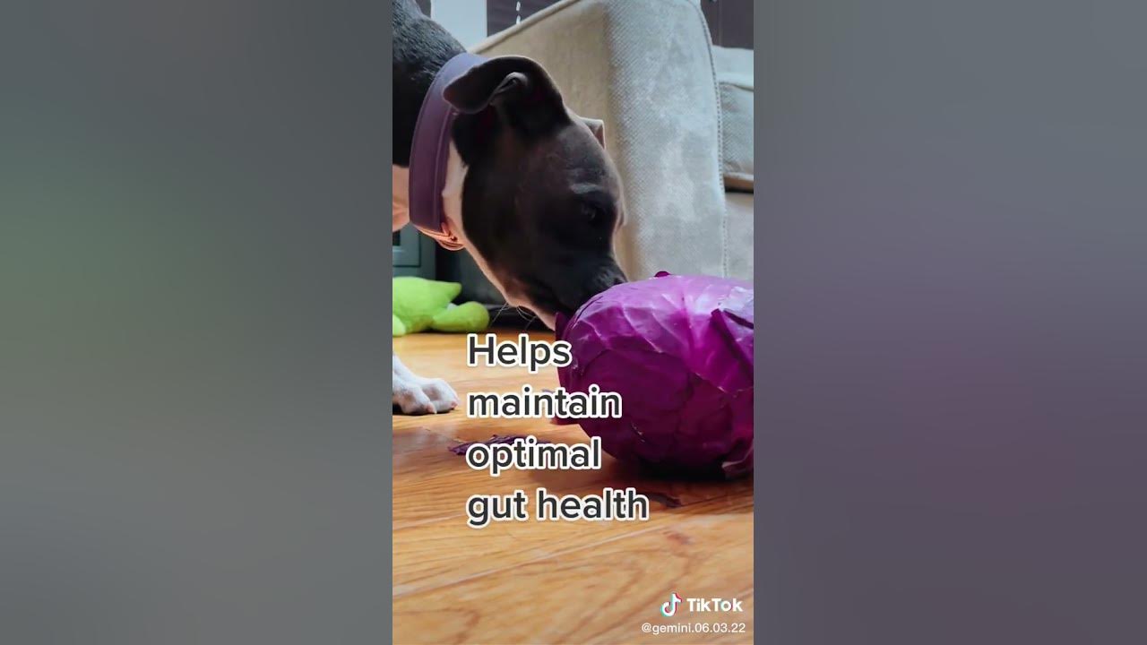 can-dogs-eat-red-cabbage-cabbage-news-youtube