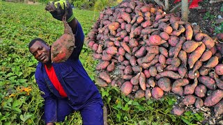 Download Lagu This is what you call a good bearing sweet potato farming in Jamaica MP3