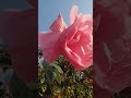 🌺🌹#song #reels