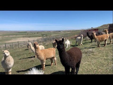 Video: Alpacas üçün Fermada Qırxma Günü