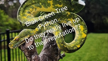 Biak Green Tree python... Can you really trust them?