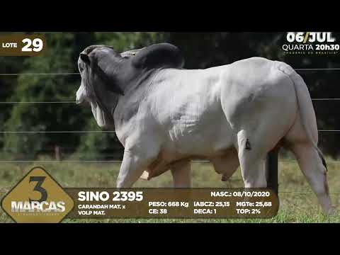 LOTE 29   SINO 2395