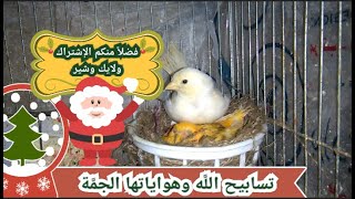 تعالوا نضحك مع عرض بعض المعلومات المفيدة عن طائر الكناري Love Canary Birds