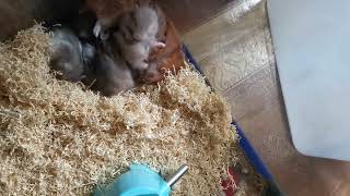 Makulit na Anak #hamsters #hamsterbaby by HONEY IN PINAS 240 views 1 year ago 2 minutes, 47 seconds