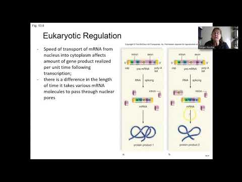 AP Eukaryotic Gene