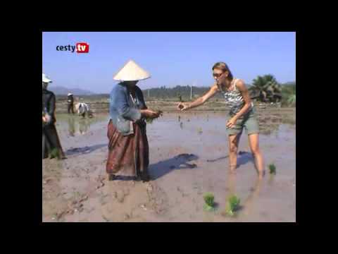 Video: Kde roste divoká rýže?