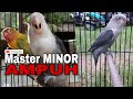 Master Lovebird Minor Tanpa Jeda Konslet Mp3 - Mp4 Download