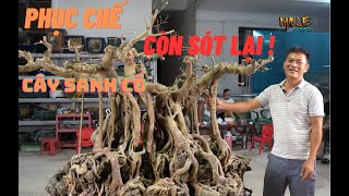 NamLe Bonsai | Phục chế và định hướng cây sanh cổ nam điền cho anh '' Lâm '' Quảng Bình