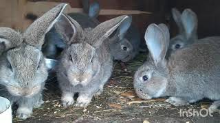 Кролики Фландр | В чем отличие пород Ризен, Фландр, Бельгийский великан