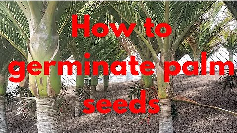 How To Grow Palm Trees From Seeds (Germinating Palm Seeds Guide)