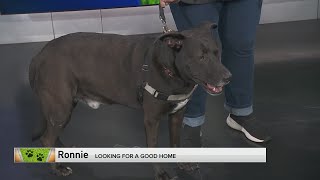 Adopt-A-Pet: Chicago Pet Rescue