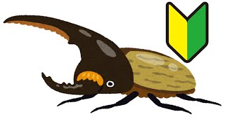 【ヘラクレスオオカブトの育て方】【ヘラクレスオオカブトの飼育方法】Hercules beetle breeding method