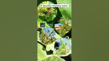 A beautiful morning scene! - #shorts #reels #morning #scene #viral #islamic لااله_الا_الله 😇🙏👼