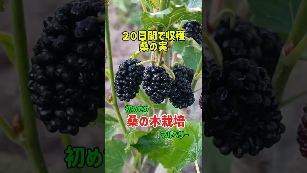 マルベリー初収穫】地方議員、桑の実栽培に挑戦中 #家庭菜園初心者