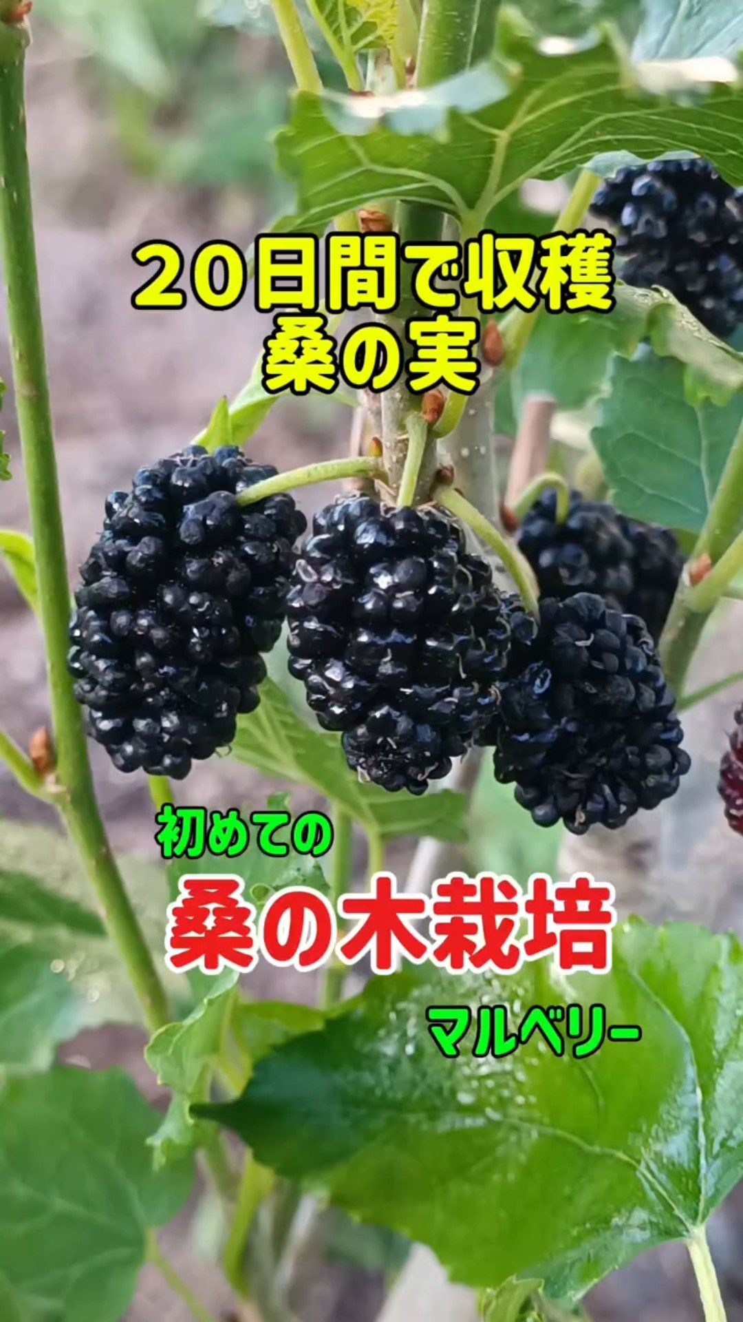 マルベリー初収穫】地方議員、桑の実栽培に挑戦中 #家庭菜園初心者