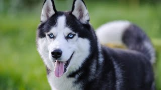Preventing and Managing Siberian Husky Health Issues by USA Pup Patrol 1 view 3 weeks ago 4 minutes, 28 seconds