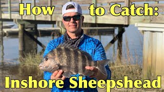 How to Catch Sheepshead + Inshore Grand Slam