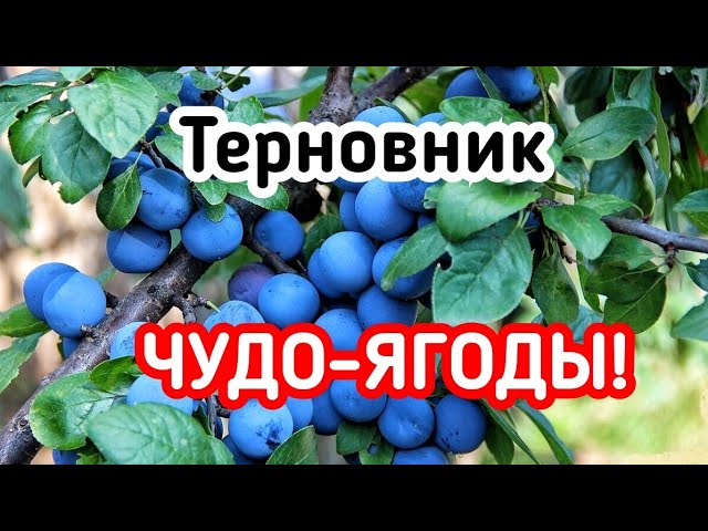 Терновник, польза ягод как приготовить, рецепт и способ применения! Ягоды терновника 2021