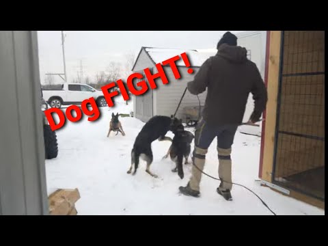Preventing Dog FIGHTS - My German Shepherds try to fight!