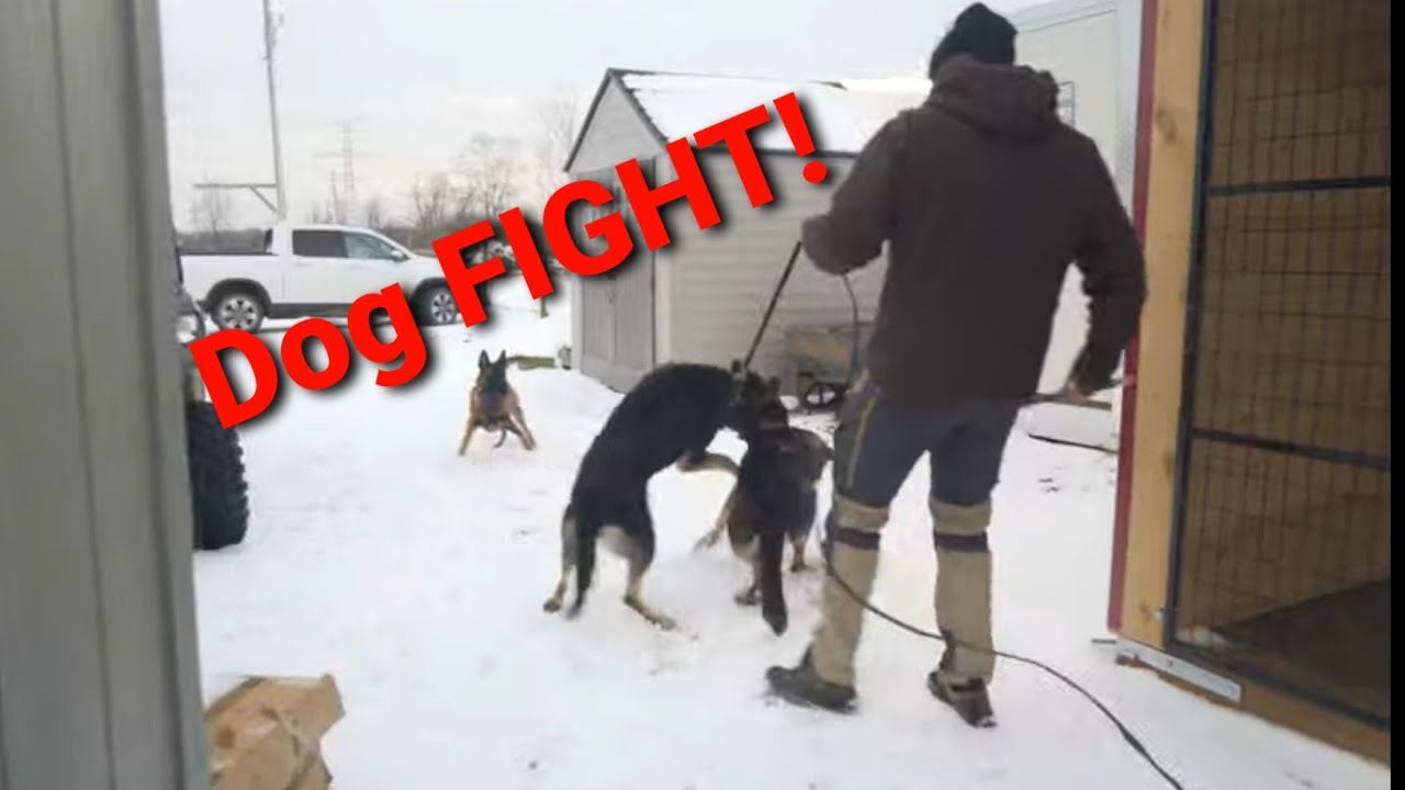 Preventing Dog FIGHTS - My German Shepherds try to fight!