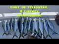 Full day limit of yellowtail aboard the liberty