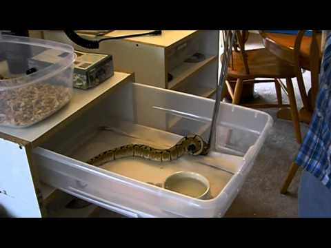 BALL PYTHON FEEDING!!! and a rat gas chamber - YouTube