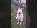 Пёс стащил тапок))
