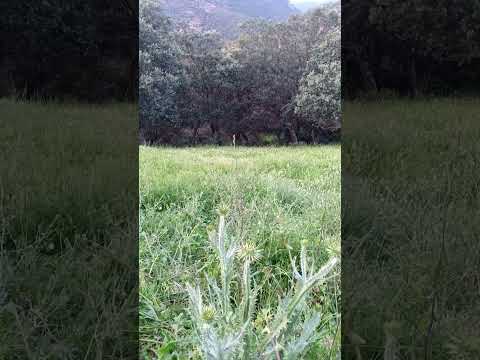 جمال الطبيعة الشعور بالحياة الشعور بالحرية