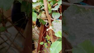 La fogata, Chachimbiro #nature #lafogata #naturaleza #fauna #chachimbiro #ecuador #plantas