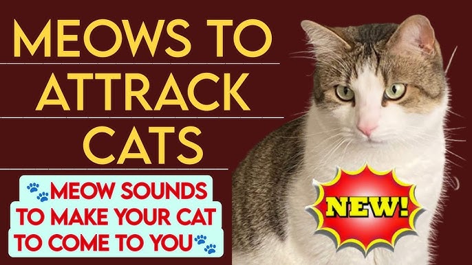 CapCut_Angry Cat Sound That Attract Cats