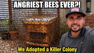 We Adopted KILLER BEES! First REAL Beekeeping Experience (New Box & Stand)