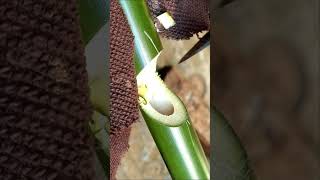 Bamboo Craft Idea - Ep2 #bamboo #shorts #slingshot