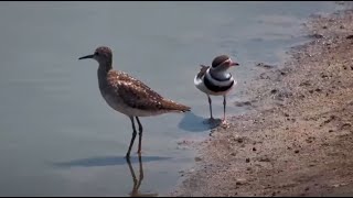 Wood Sandpiper and Three-banded Plover at Nkorho Bush Lodge - africam - explore.org