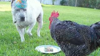 Pitbull Sharkys 3Rd Birthday Rooster Gives A Dance