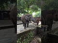Saat Sang Gajah Menyapa #batusecretzoo #jatimpark2