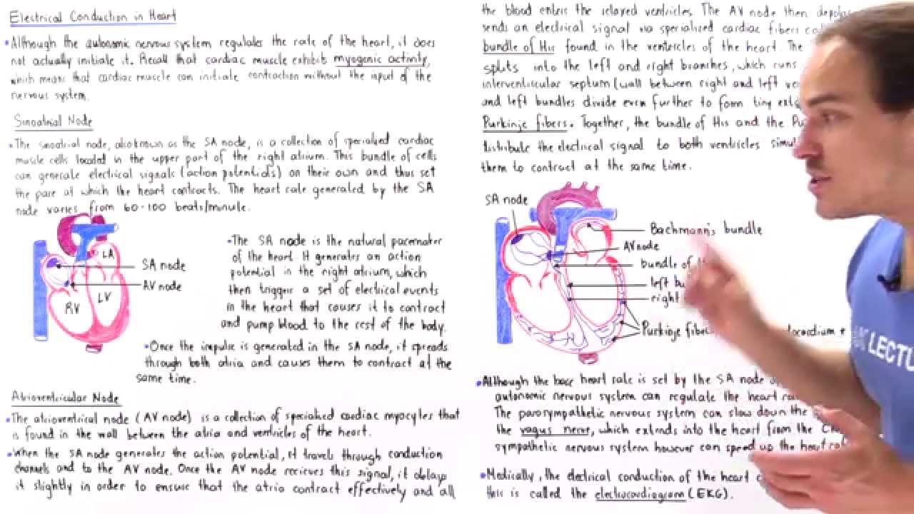 Electrical Conduction in the Heart