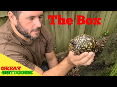 วีดีโอ: Midland Painted Turtle