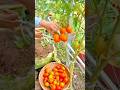 Harvesting Fresh Ripe Tomatoes from the Vine Using Scissors in a Plantation Area #shorts