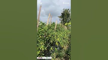 Bisa dilihat sendiri #senengtani #testimoni #petani #pupuk #petanicabe #kalinet #petanimilenial