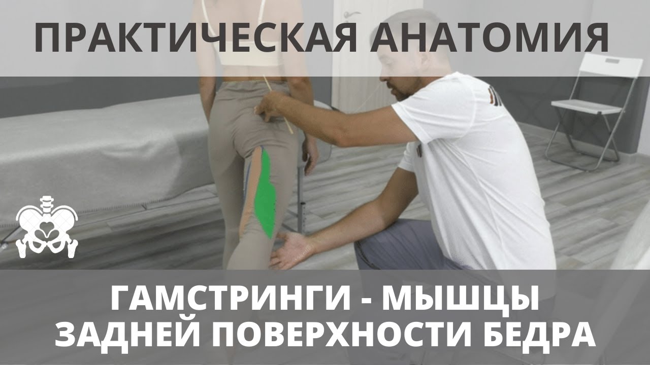 Бицепс бедра, Полусухожильная, Полуперепончатая мышца. Анатомический ...