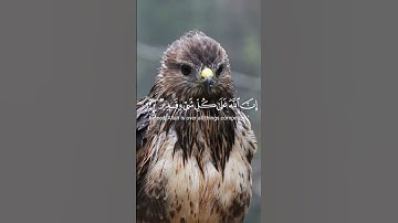(وللله ملك السماوات والأرض )  سورة النحل  للقارئ عادل احمد زكي